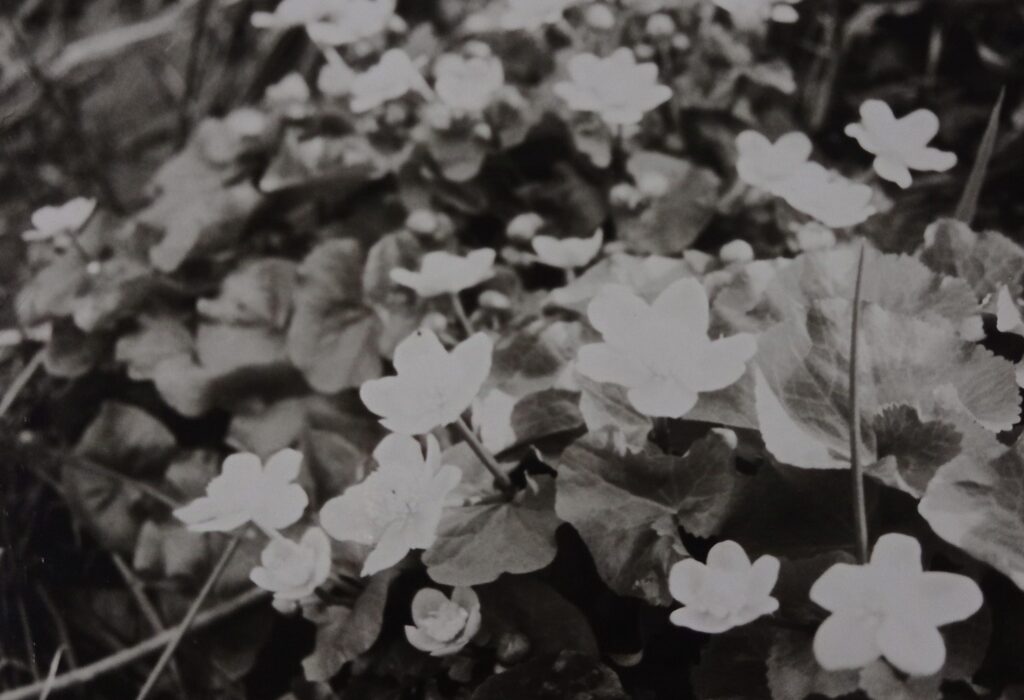 IMG 20241205 165515 Nikola Janakova